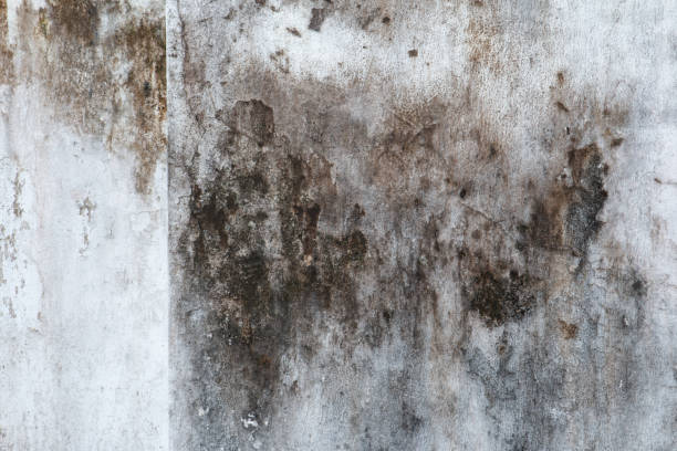 Best Water Damage & Mold Remediation  in Anza, CA