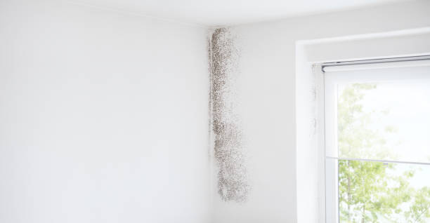 Best Industrial Mold Remediation  in Anza, CA