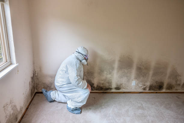 Best Attic Mold Removal  in Anza, CA