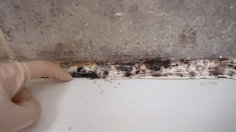 Mold Documentation for Insurance Claims in Anza, CA